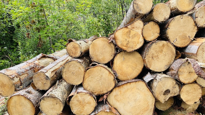 Une pile de billots de bois.