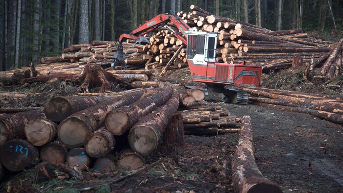 Pile de billes de bois avec machinerie dans la forêt.