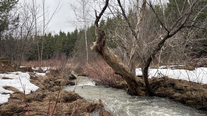 Un ruisseau s'écoule entre les arbres, dans le boisé. Les feuilles se font encore attendre.