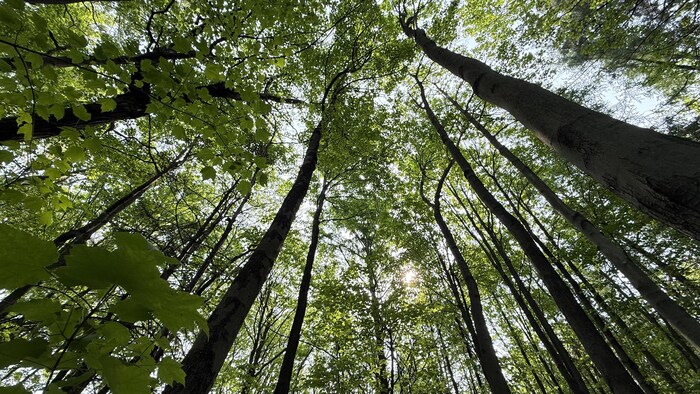 Arbre en contre plongé