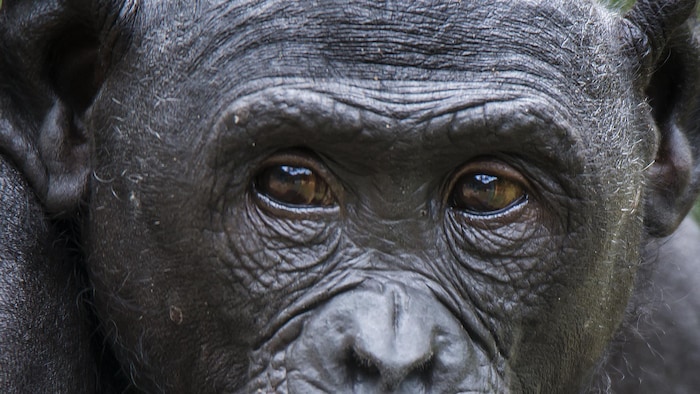 Les bonobos préfèrent les tyrans | Radio-Canada