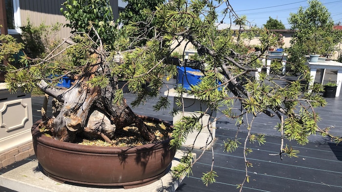 Le bonsaï : tout connaître sur l'arbre venu d'Asie - Marie Claire