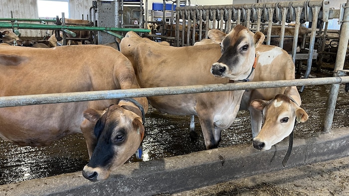 Trois vaches Jersey dans une étable.