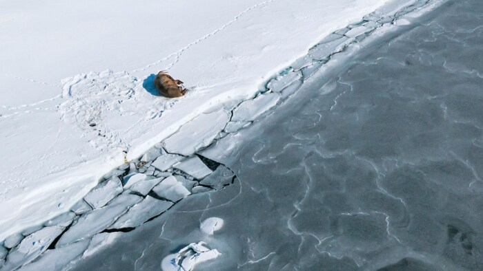 Un animal couché sur de la glace près du rivage.