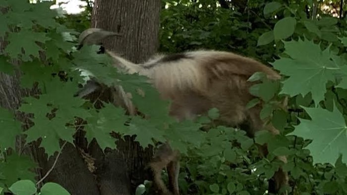 Un bouc près d'un arbre.