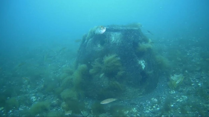 Une boule de récif recouverte d'algues, sous l'eau dans la baie de Plaisance.