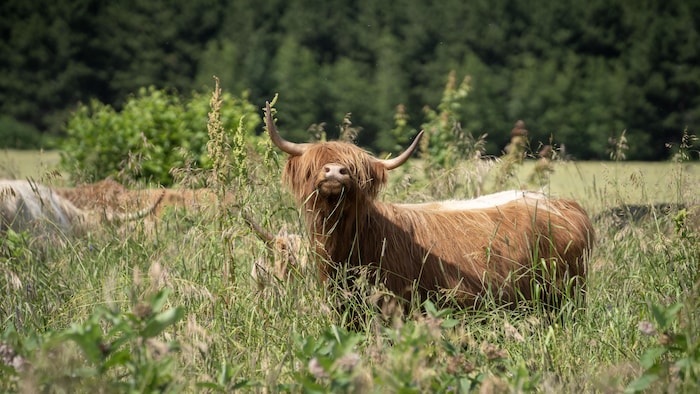 Un boeuf qui broutte de l'herbe. 