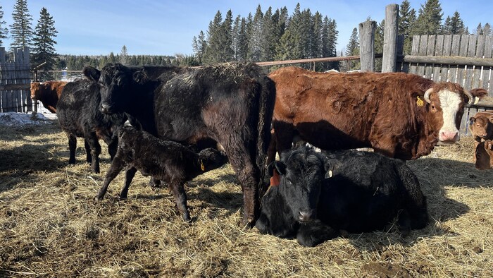 Des vaches sur une ferme.
