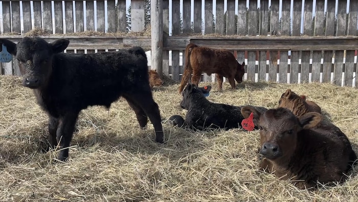 Des veaux sur du foins dans une ferme.