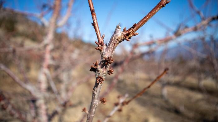 Une branche d'un arbre fruitier en hiver, avec des bourgeons, dans la vallée de l'Okanagan, en Colombie-Britannique. 