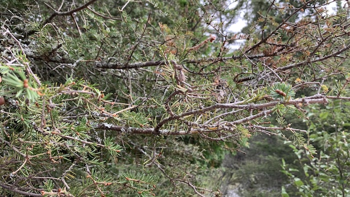 Une branche de sapin endommagée par la tordeuse des bourgeons de l'épinette.