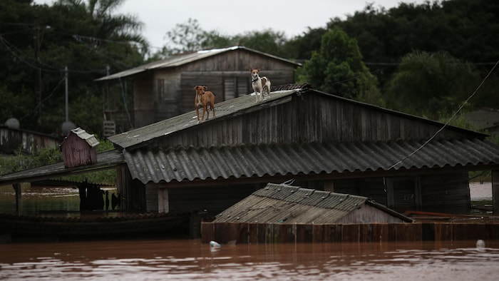 Cachorros ficam presos no telhado de uma casa inundada.