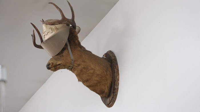 Un chevreuil empaillé avec un casque de pompier doré.
