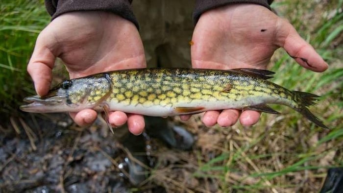 Un homme tient dans ses mains un brochet maillé.