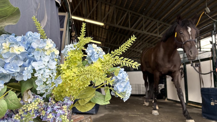 Des fleurs bordent l'entrée de l'écurie où se retrouvent des box à chevaux.
