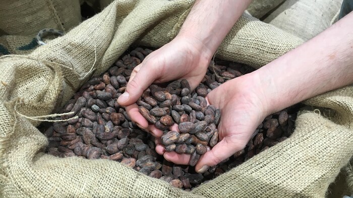 Des mains manipulent des grains de cacao qui se trouvent dans un sac. 