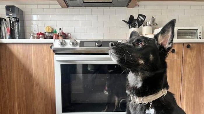 Le chien Buster devant un four. (16 août 2025)