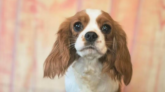 Un cavalier King Charles assis.