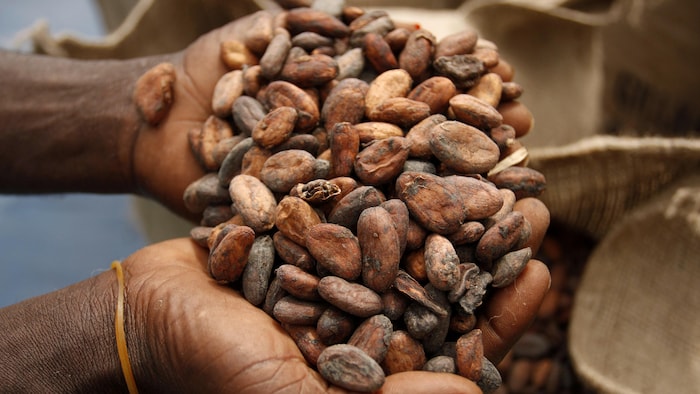Des mains jointes tiennent du cacao.