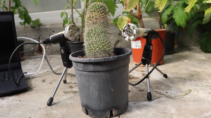 Un cactus et deux micros.