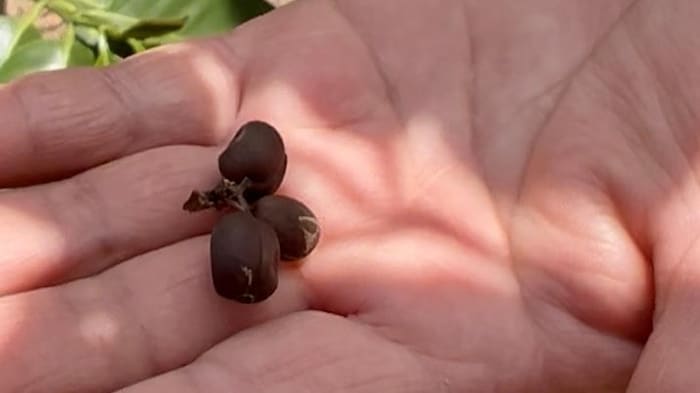 Gros plan sur une main tenant trois grains de café désséchés.