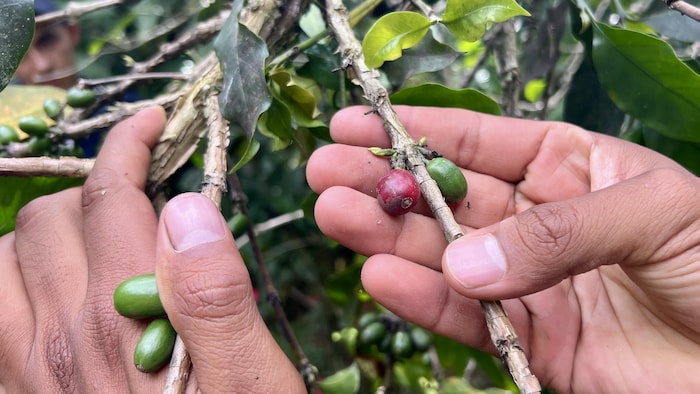 Gros plan sur des mains et des branches tenant les fruits du caféier.