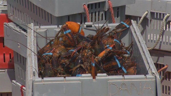 Les homards vivants sont placés dans des caisses.