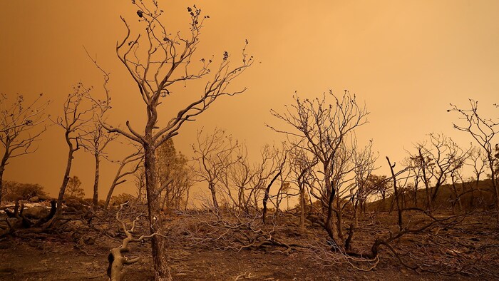 Des arbres brûlés par les flammes devant un épais couvert nuageux jaunâtre