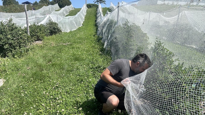 Rémi cueille une camerise sous les filets.