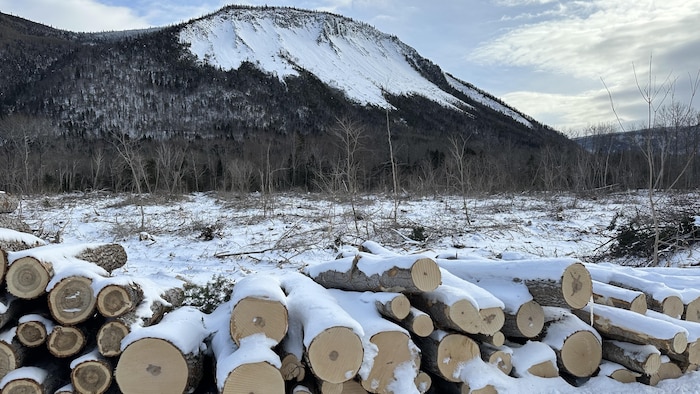 Des billes de bois dans la neige.