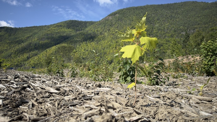 Une jeune plante sort du sol devant le Mont-Saint-Pierre.