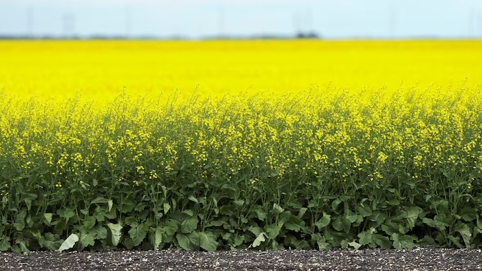 Canola blooms in farm fields near La Salle, Manitoba on July 28, 2022. Canola is used to make biofuels. (Shannon VanRaes/Reuters)