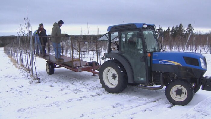 Workers are shown pruning trees at Canadian Nectar Products in 2018. (Randy McAndrew/CBC)