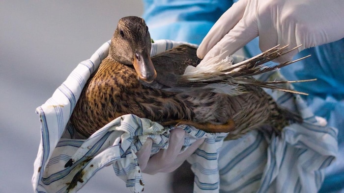 Une personne aux mains gantées tient un canard dont les ailes sont endommagées.