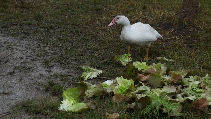 Un canard sous la pluie entouré de feuilles de laitue.