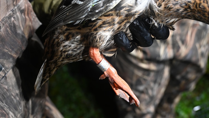 Une bague en aluminium installée sur la patte d'un canard.