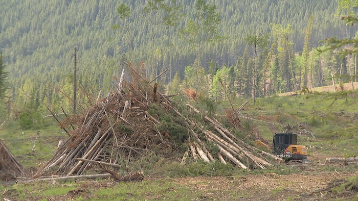 Des troncs d’arbres coupés près d'une pelle mécanique.