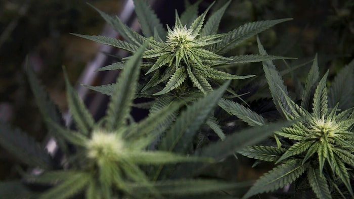 Une plante du cannabis.