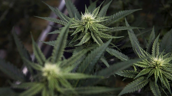 Une plante du cannabis