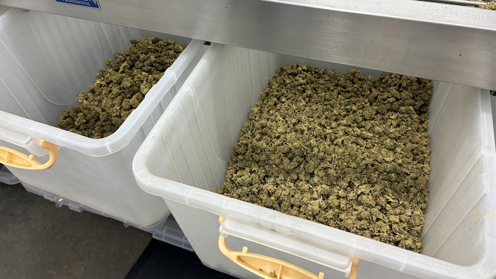 Des bacs de Cannabis