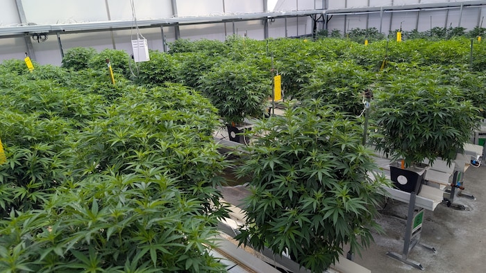 Une production de cannabis.