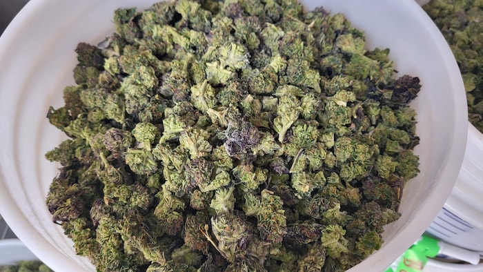 Du cannabis séché.