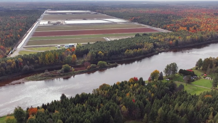 Une cannebergière dans le Centre-du-Québec.