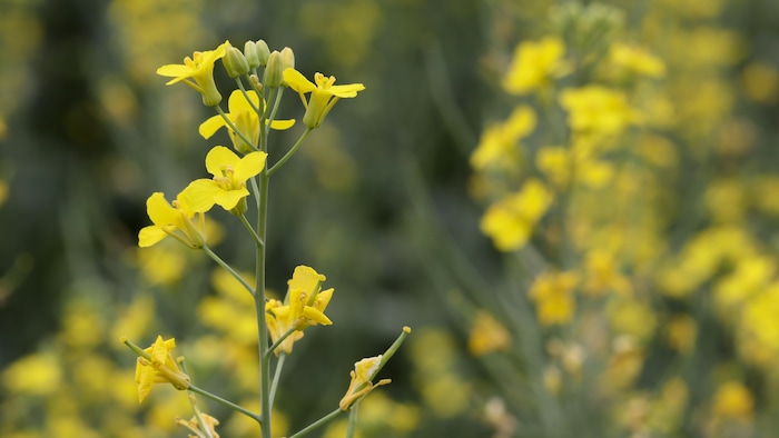 Fleur de canola en Saskatchewan. Le 24 juillet 2024.