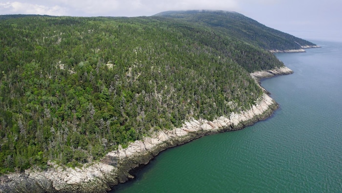 Une forêt « aux arbres tordus » désormais protégée à La Malbaie | Radio ...