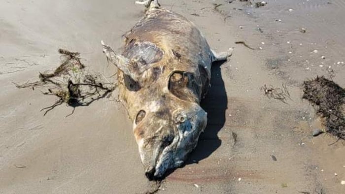 La carcasse de grand dauphin retrouvée aux Îles de la Madeleine