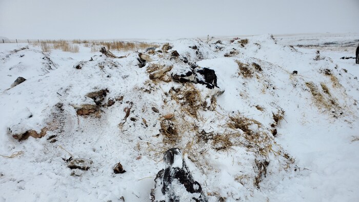 Des carcasses de bovins recouvertes de neige et de paille.