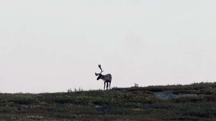 Un caribou sur le territoire de Kwanlin Dün. 