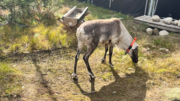 Un caribou aux bois coupés s'alimente dans l'enclos de protection de Val-d'Or.