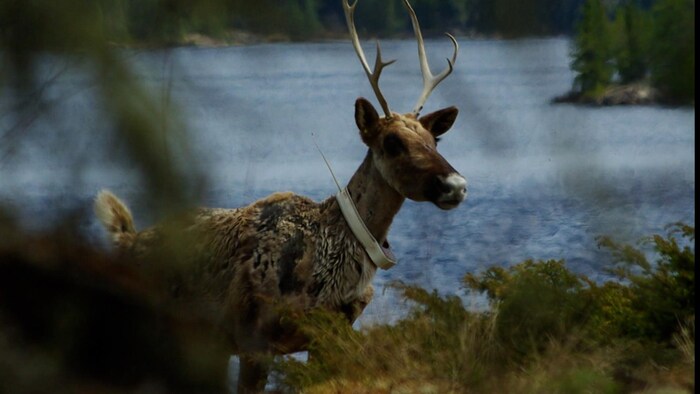 Un caribou des bois.